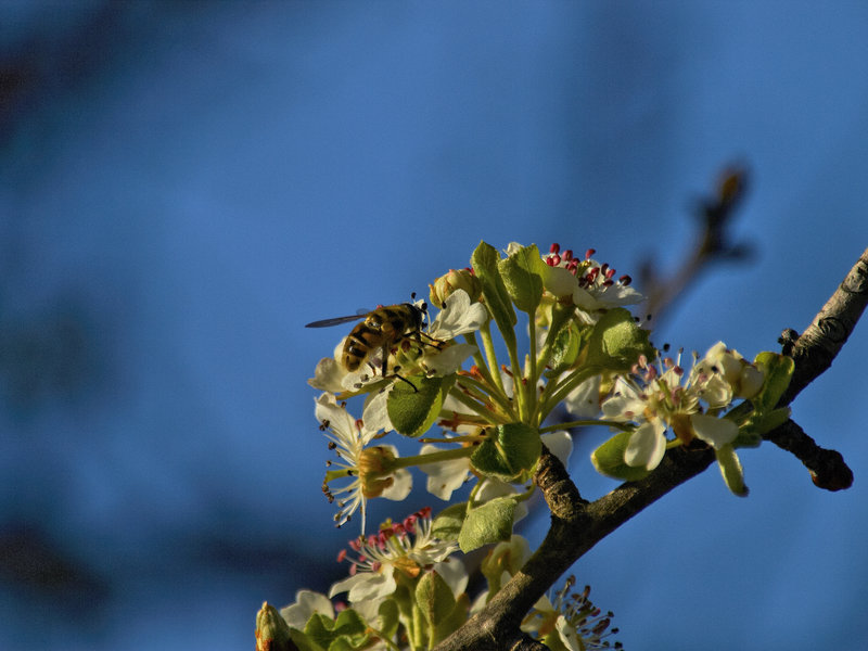 Wasp, Donana